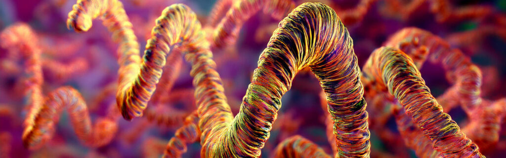 A computer-generated image of the syphilis bacteria.